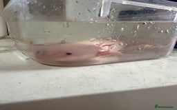 Axolotl reptiles for sale: Baby axolotl for sale - Image 5