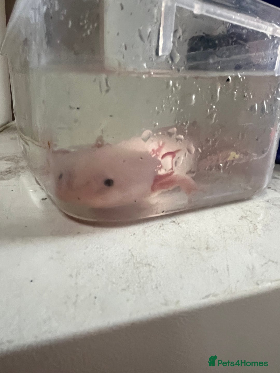 Axolotl reptiles for sale: Baby axolotl for sale - Image 5