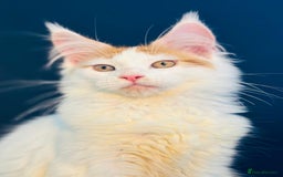 Maine Coon cats for sale: Maine Coon Kittens  - Image 12