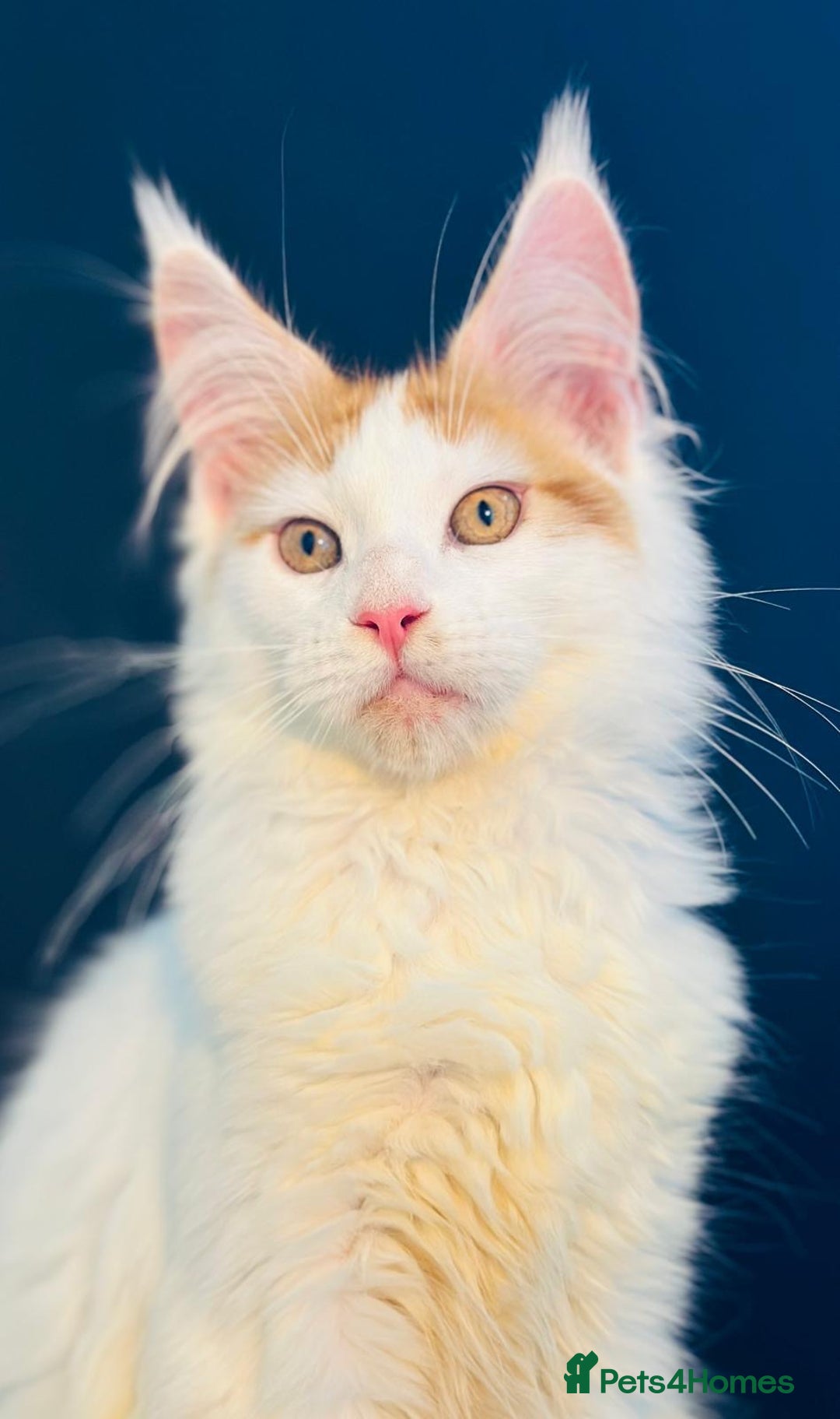 Maine Coon cats for sale: Maine Coon Kittens  - Image 12