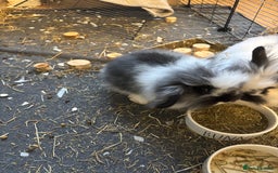 Mini Lop rabbits for sale: Bunnies for sale! - Image 3