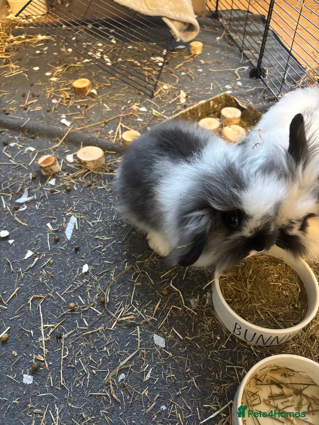 Mini Lop rabbits for sale: Bunnies for sale! - Image 3