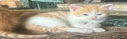 Mixed Breed cats for sale: Tabitha has had a joyful litter of 7 beauties! - Advert 6