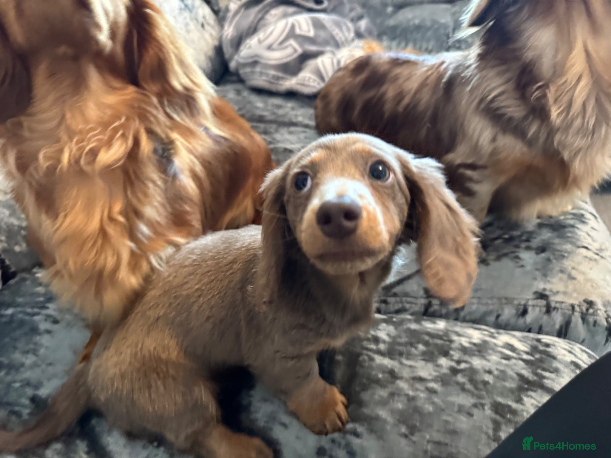 Miniature Dachshund dogs for sale: Miniature Long hair dachshund puppies  - Advert 6