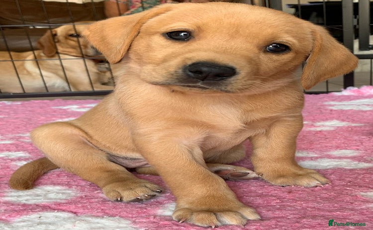 Labrador Retriever dogs - Advert 1