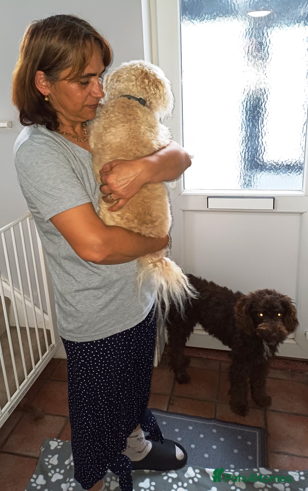 Bichon Frise dogs for adoption: Meet WALLACE - a Beautiful boy for a Loving Home - Image 5