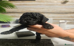 Cockapoo dogs for sale: F2 cockapoo boys 1 left available  - Advert 15