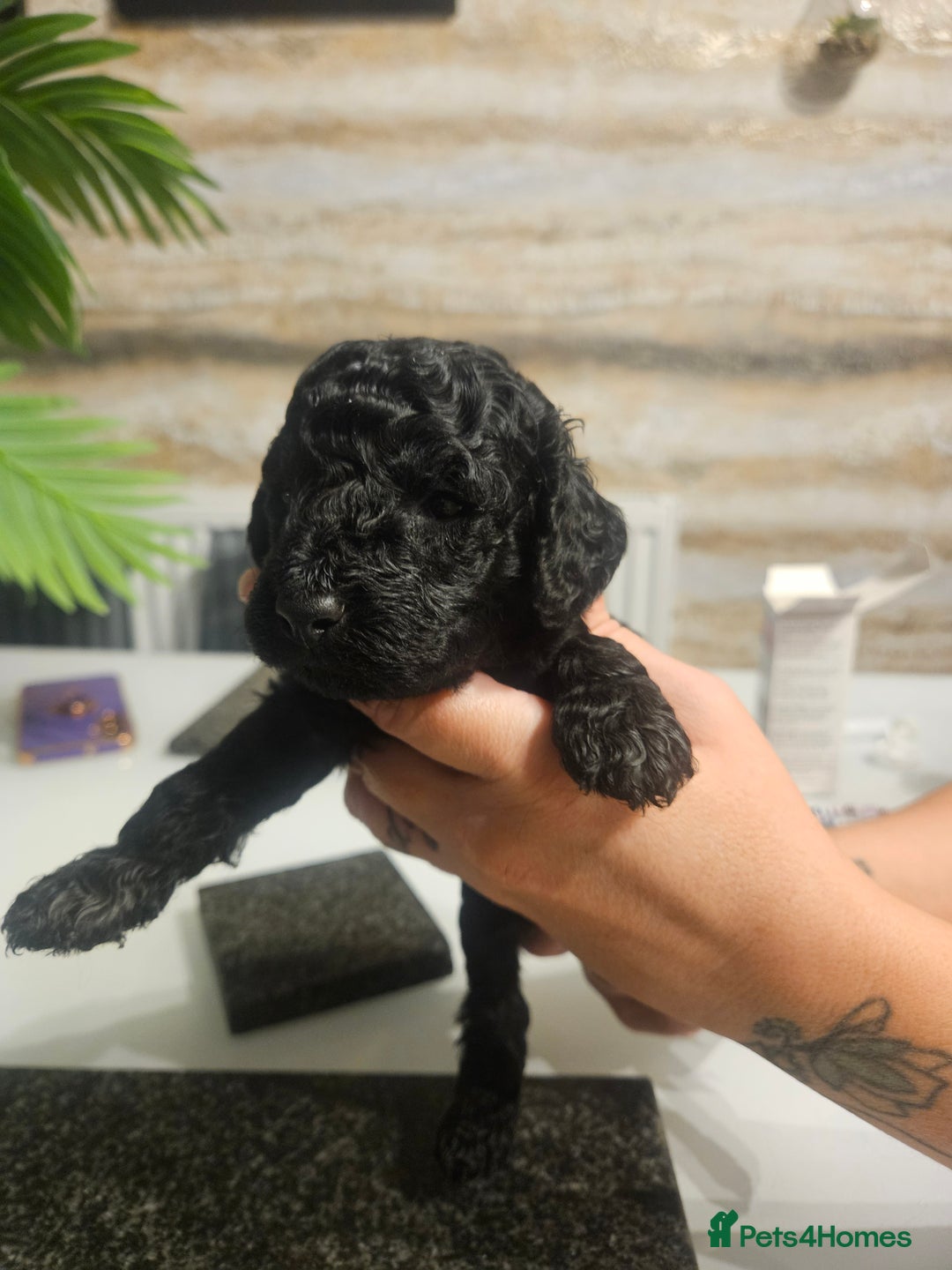 Cockapoo dogs for sale: F2 cockapoo boys 1 left available  - Advert 15