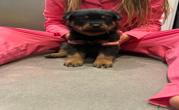 Rottweiler dogs - Advert 1