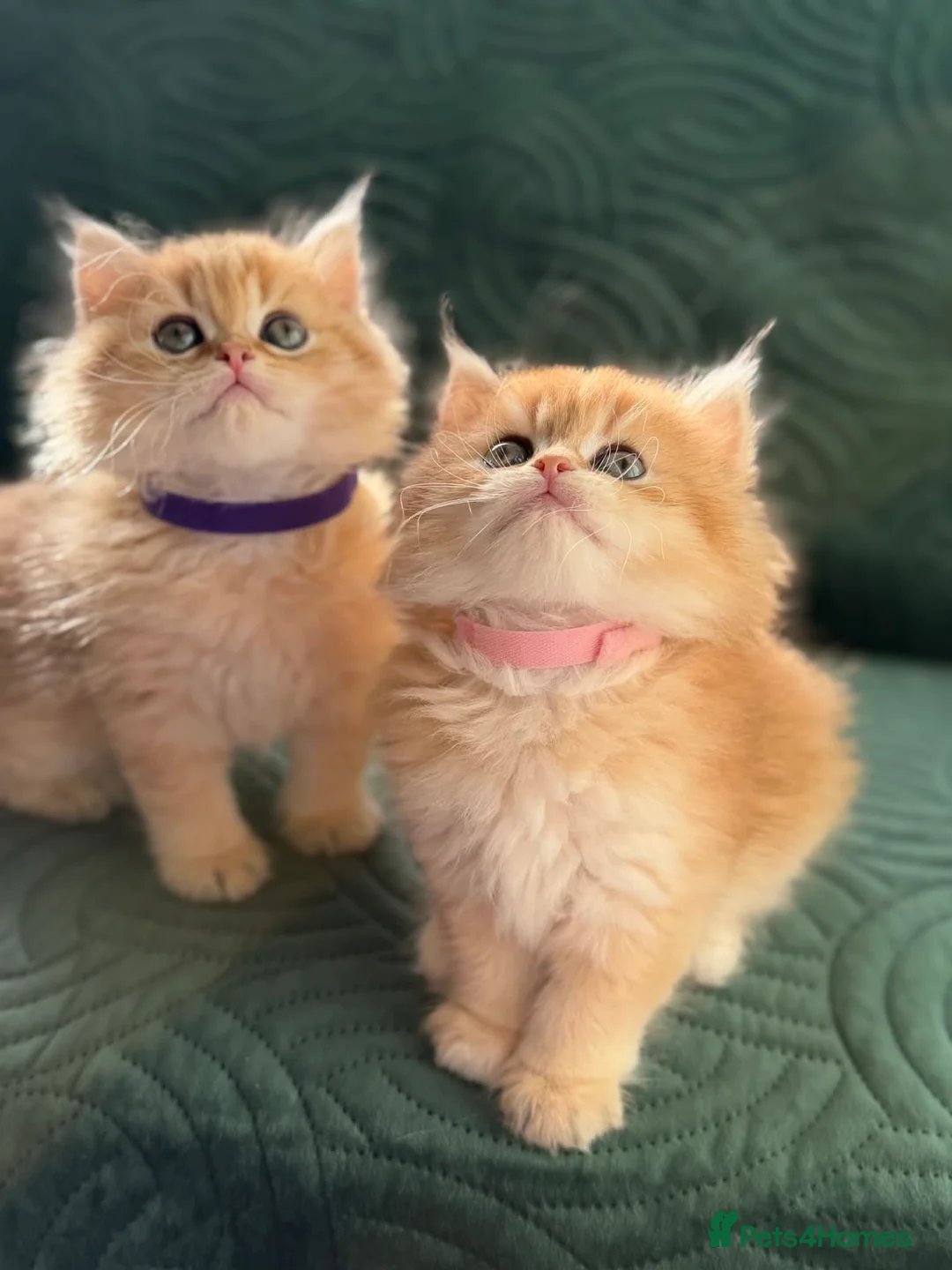 British Longhair cats for sale: CHUNKY, BEAUTIFUL BLH GOLDEN KITTENS  - Advert 1