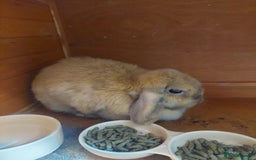 Mini Lop rabbits for sale: Mini Lop Rabbit - Image 2