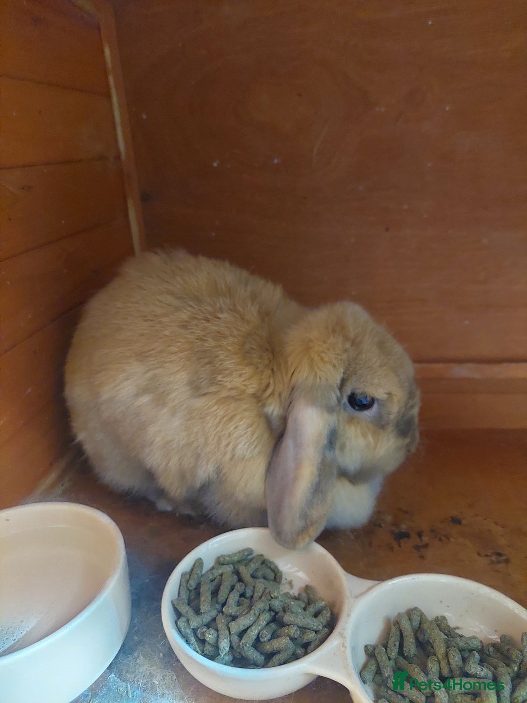 Mini Lop rabbits for sale: Mini Lop Rabbit - Image 2