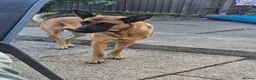 Belgian Shepherd Dog dogs for sale: Belgian shepherd female 5 year old - Advert 4