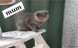Scottish Fold cats for sale: 2 Adorable Scottish fold kittens left  - Advert 16