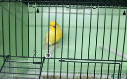Canaries birds for sale: Canaries  - Image 33