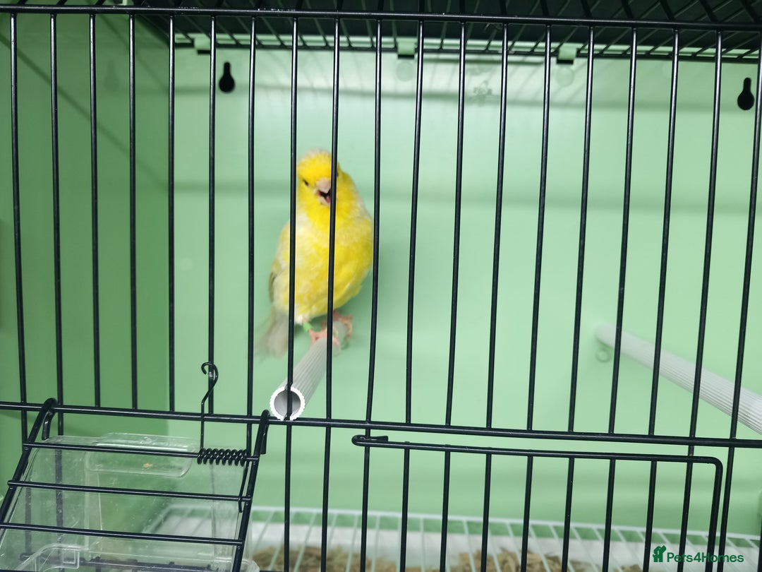 Canaries birds for sale: Canaries  - Image 33