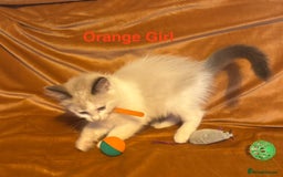Ragdoll cats for sale: Adorable pure Ragdoll kittens boys and girls - Image 31