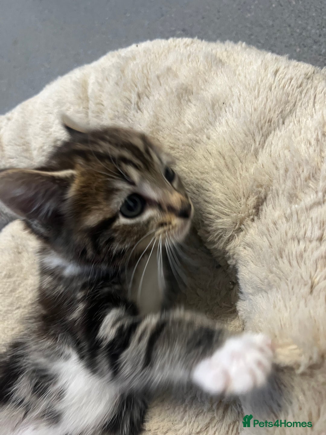 Mixed Breed cats for sale: 🐾 5 Stunning Boy & Girl Kittens  - Advert 16