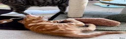 Mixed Breed cats for sale: Amiable bengal&tabby mixed kittens - Advert 11