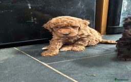 Miniature Poodle dogs for sale: Beautiful litter of Cheeky KC Reg. Mini Poodle's - Image 7