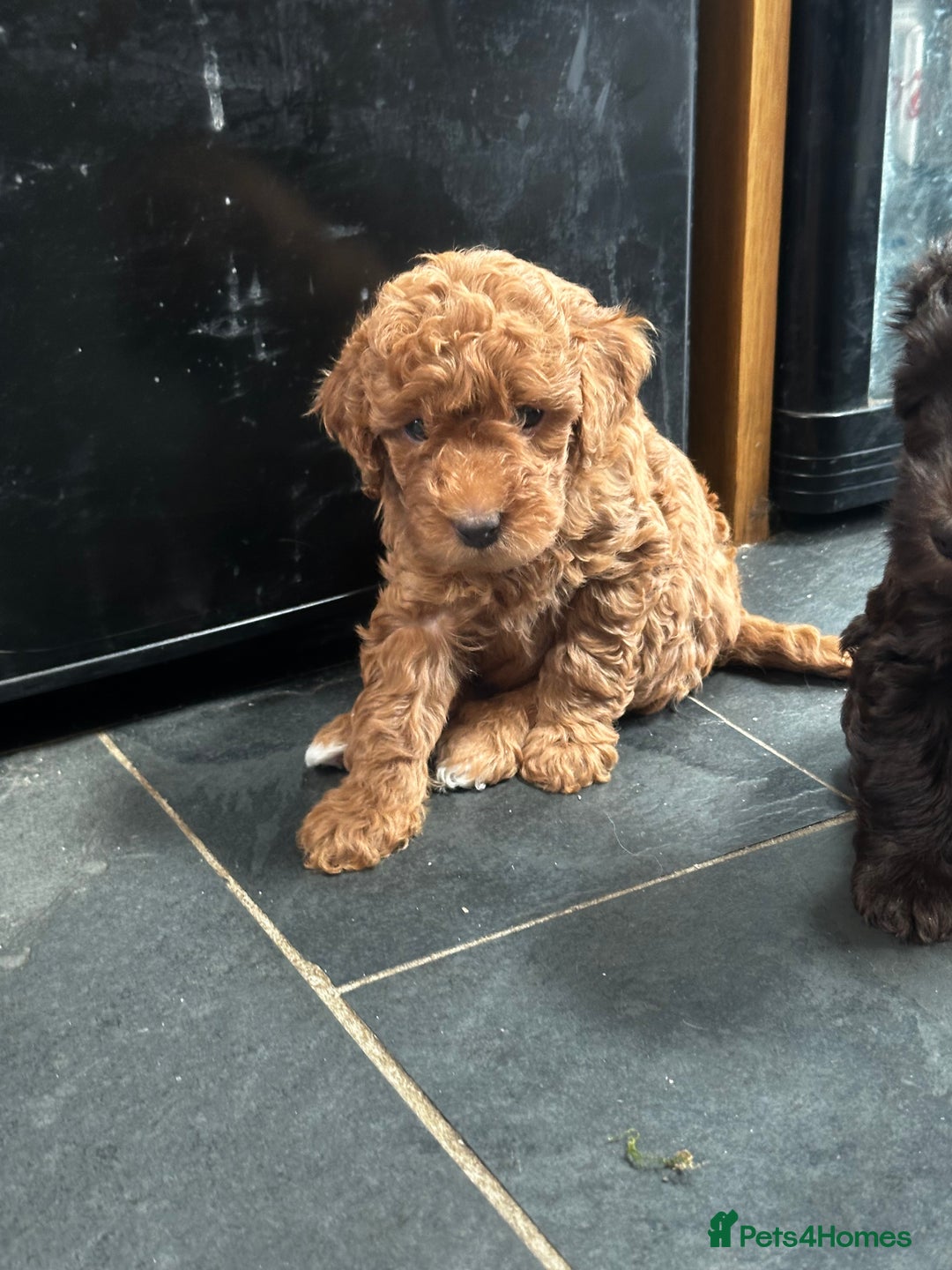 Miniature Poodle dogs for sale: Beautiful litter of Cheeky KC Reg. Mini Poodle's - Image 7