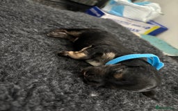 Mixed Breed dogs for sale: Shichon cross dachshund - Image 15