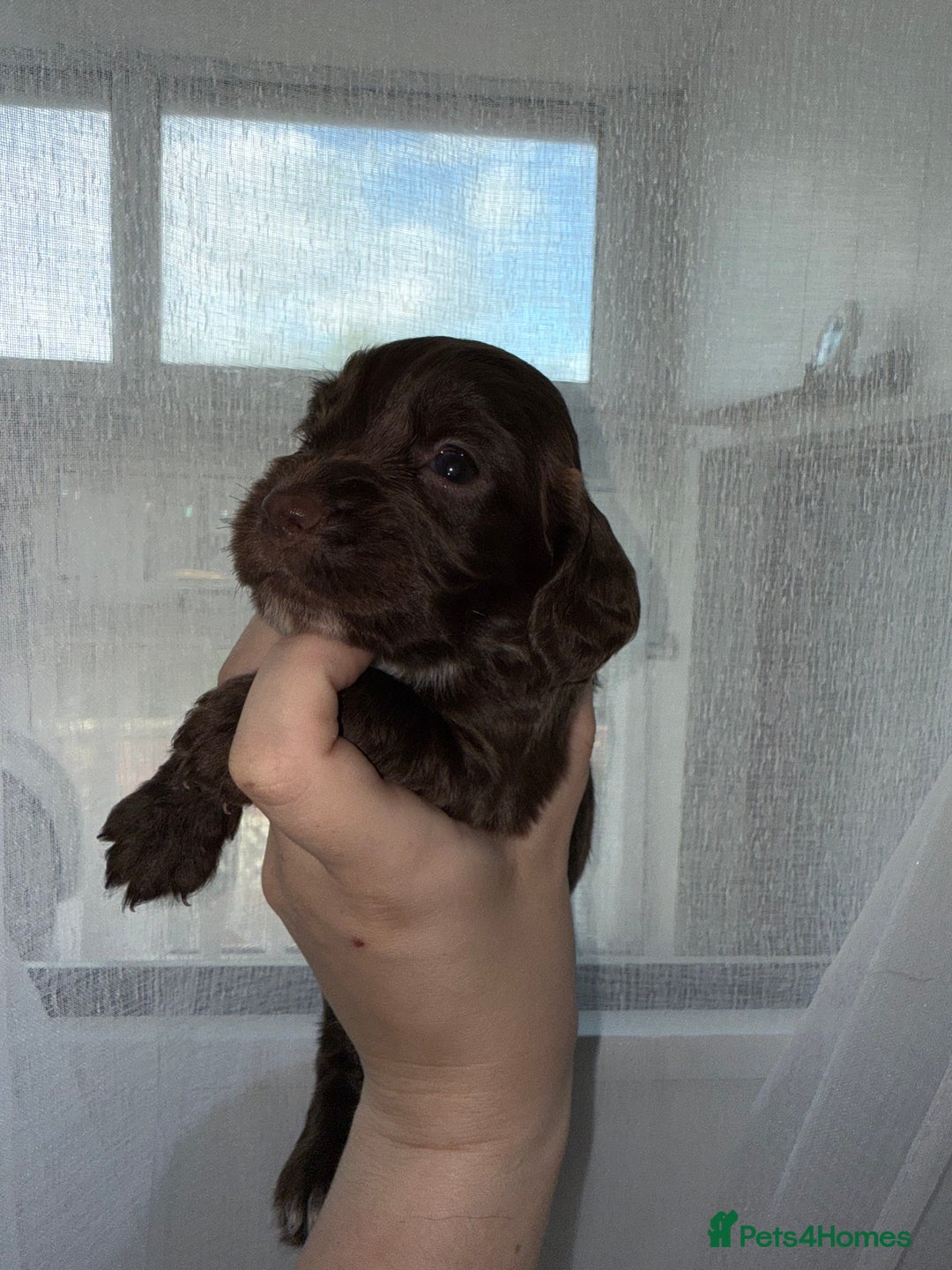 Cocker Spaniel dogs for sale: 6 Adorable cocker spaniels for sale 🩷 - Image 5