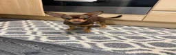 Chihuahua dogs for sale: Chocolate brown chihuahua  - Advert 4