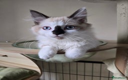 Ragdoll cats for sale: Beautiful Kittens ready to leave for new home - Image 10