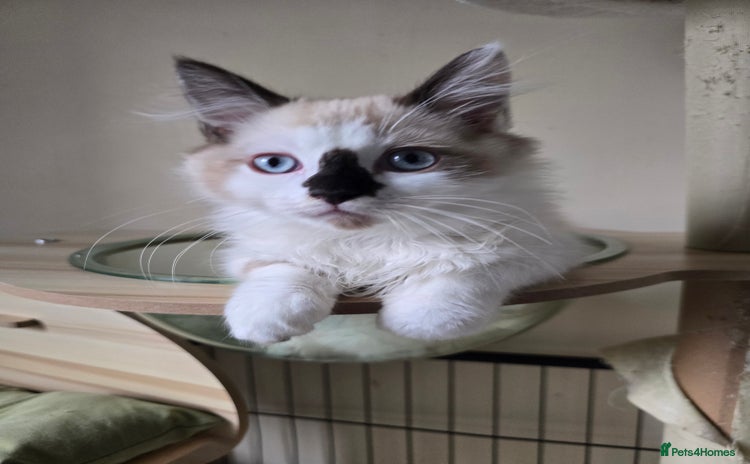 Ragdoll cats - Advert 15