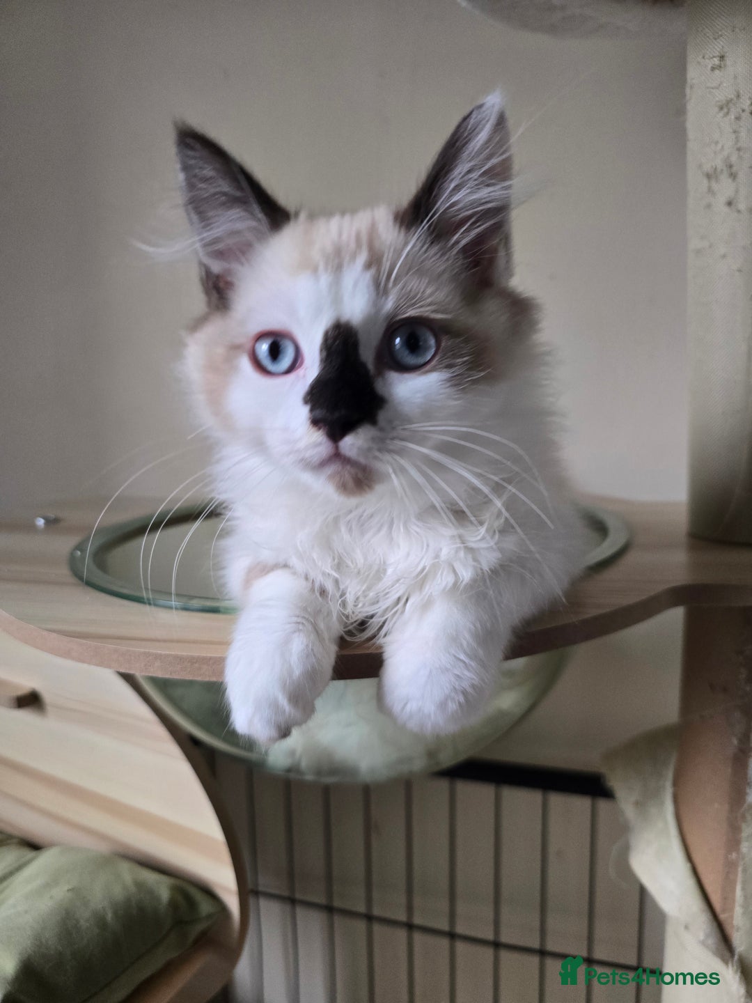 Ragdoll cats for sale: Beautiful Kittens ready to leave for new home - Image 10