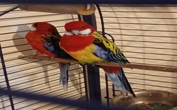 Parrots birds for sale: Breeding pair rozzellas  - Image 2