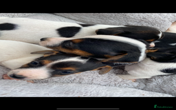 Jack Russell dogs for sale: Gorgeous bundle of Jack Russel puppies  - Image 7
