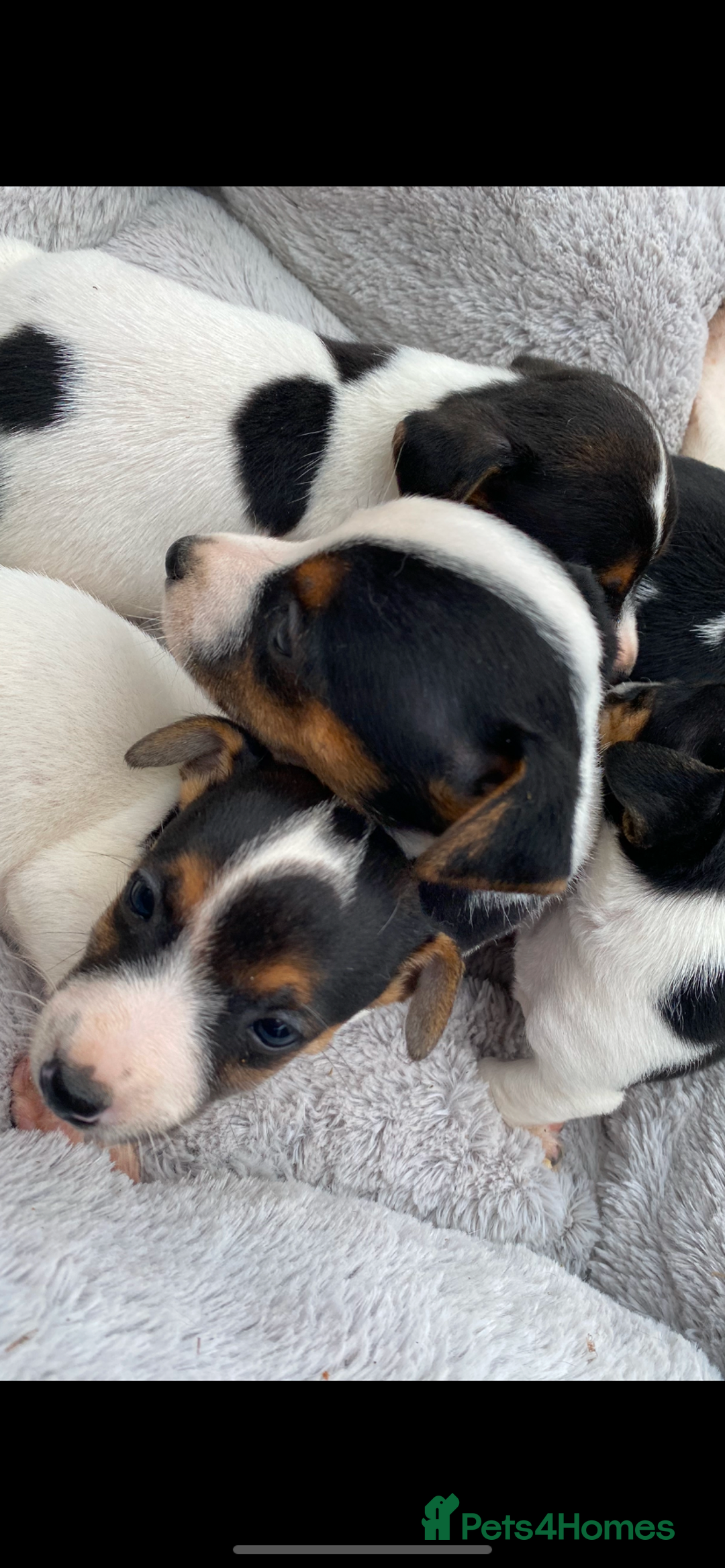 Jack Russell dogs for sale: Gorgeous bundle of Jack Russel puppies  - Image 7