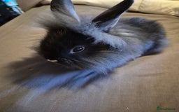 Lionhead rabbits for sale: 5  baby bunnies looking for their forever home - Image 10