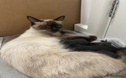 Ragdoll cats for sale: 5 beautiful ragdoll cross tabby  - Image 8