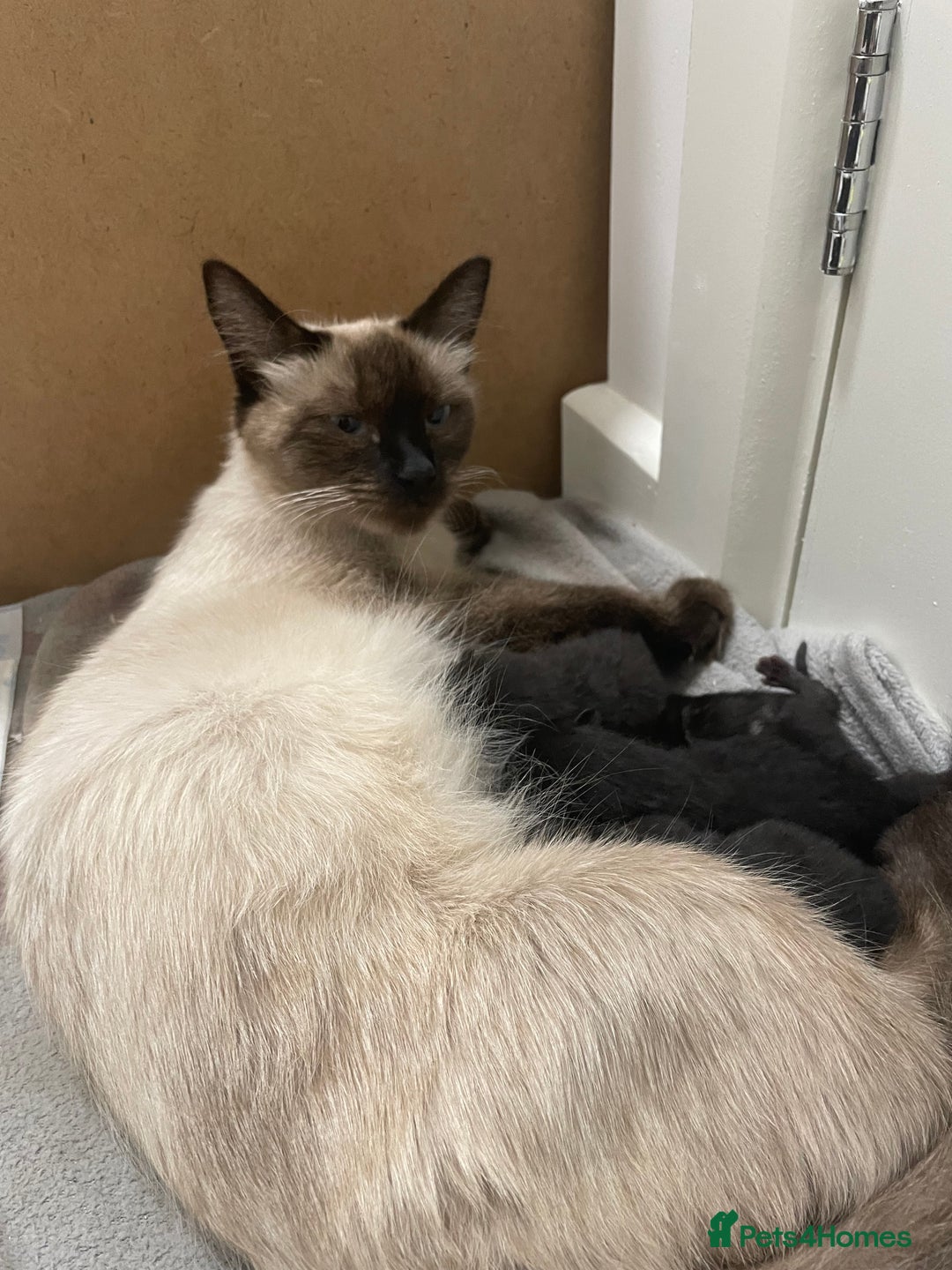 Ragdoll cats for sale: 5 beautiful ragdoll cross tabby  - Image 8