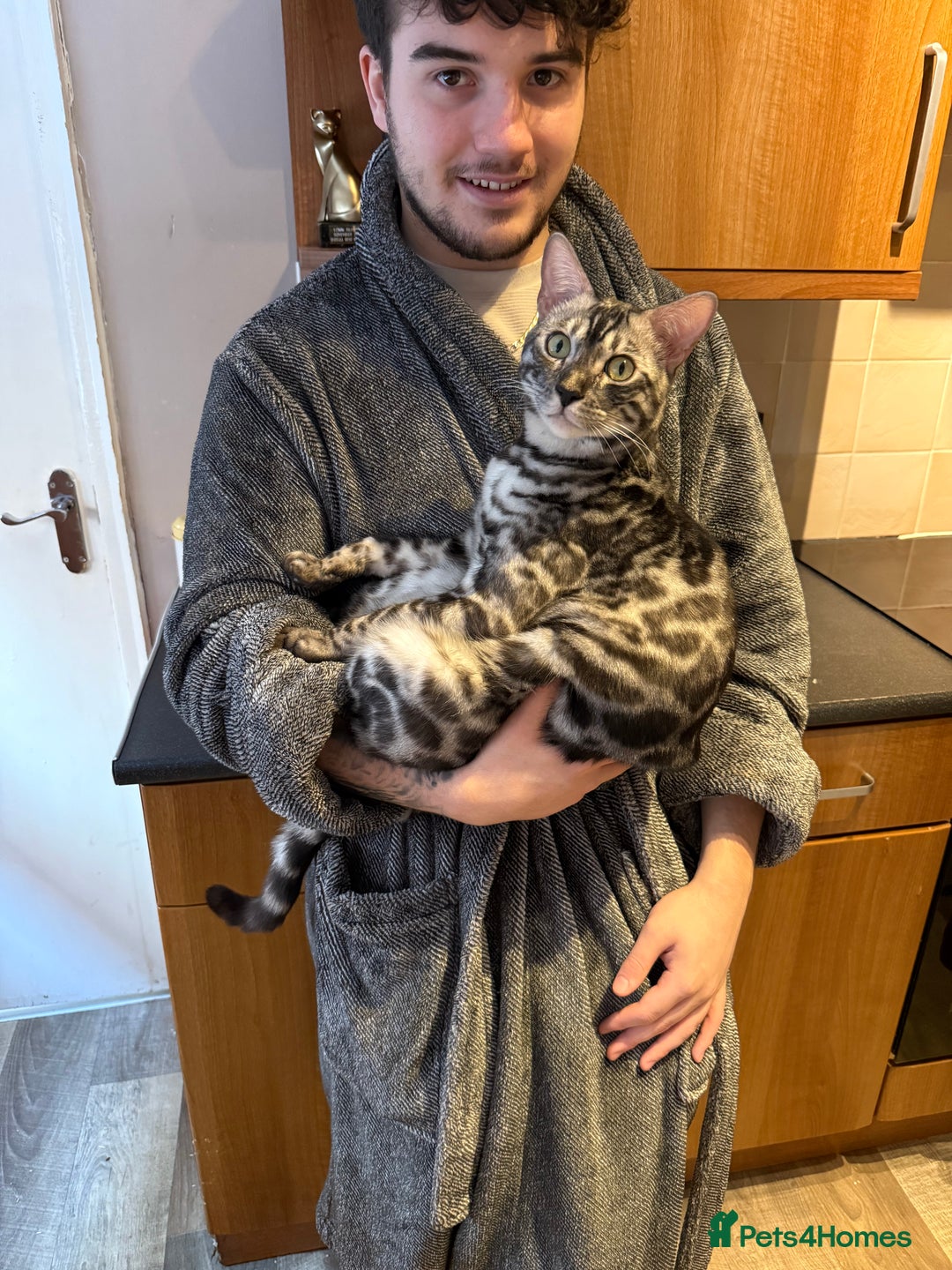 Bengal cats for sale: 💙Stunning Silver Charcoal black spotted tabby  - Advert 9