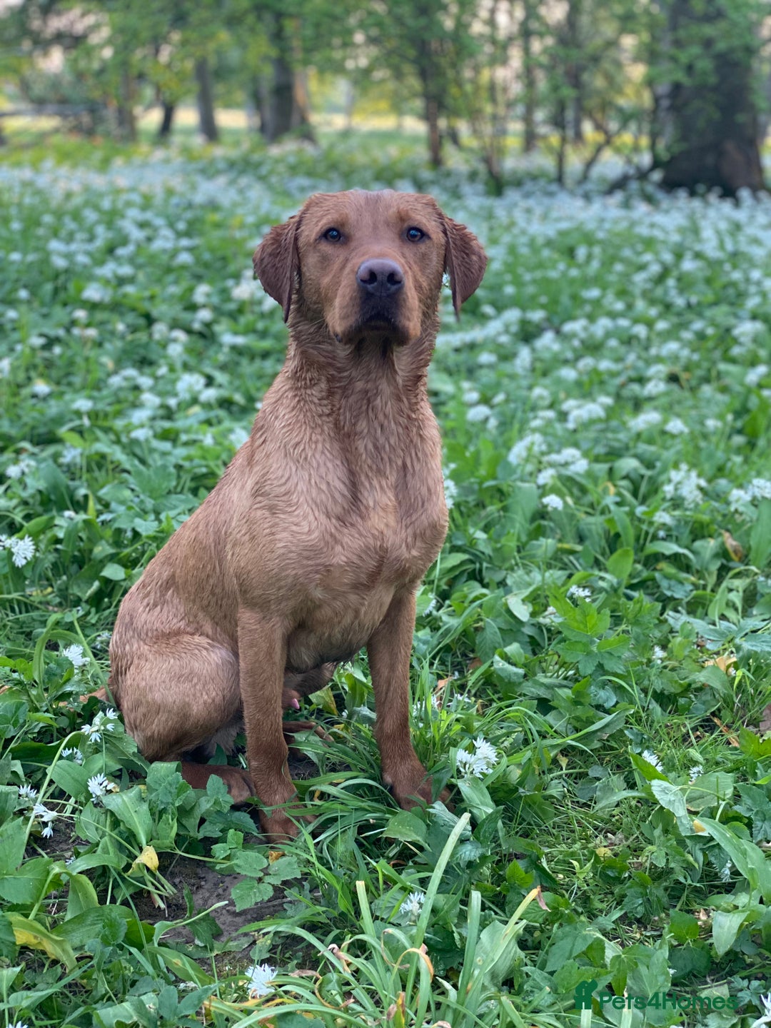 Labrador Retriever dogs for stud: Fox Red Labrador at stud KC Health tested  - Image 4