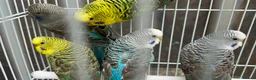 Budgerigars birds for sale: Black wing budgies, split to b/f & b/w - Advert 3