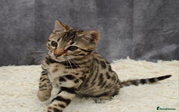 Bengal cats for sale: 🔥Stunning Bengal Kittens last little girl left 🔥 - Image 28