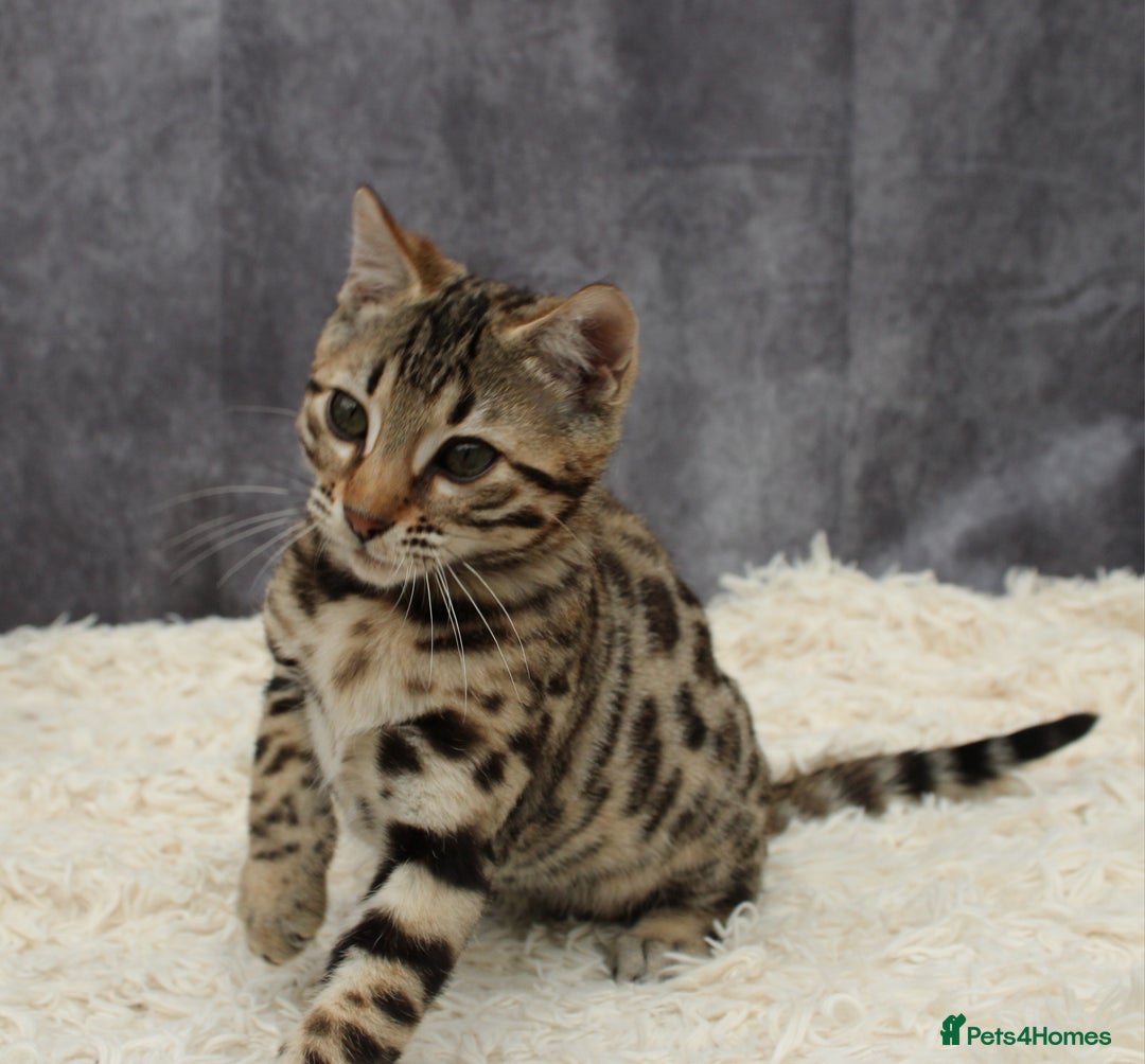 Bengal cats for sale: 🔥Stunning Bengal Kittens last little girl left 🔥 - Image 28