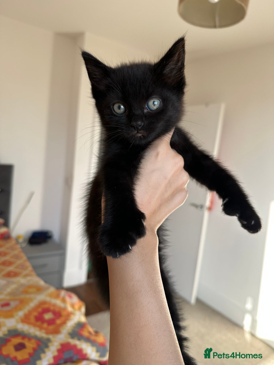 Ragdoll cats for sale: beautiful kittens for sale - Advert 3