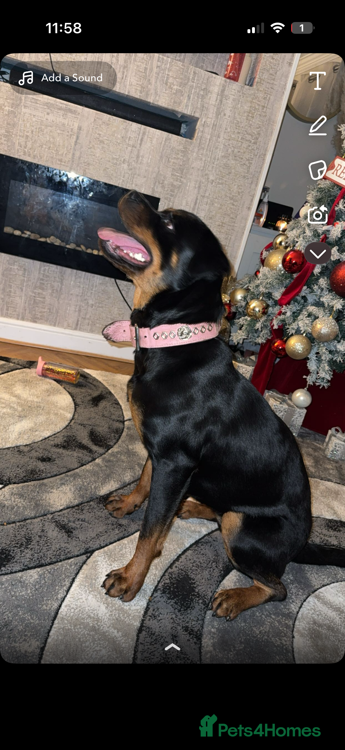 Rottweiler dogs 1 Year Old Rottweiler  - Advert 1