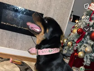 Rottweiler dogs 1 Year Old Rottweiler - Advert 1