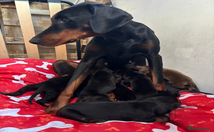 Dobermann dogs - Advert 1