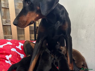 Dobermann dogs - Advert 24