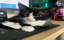 Domestic Shorthair cats for sale: Tuxedo Kitten for sale - Image 3