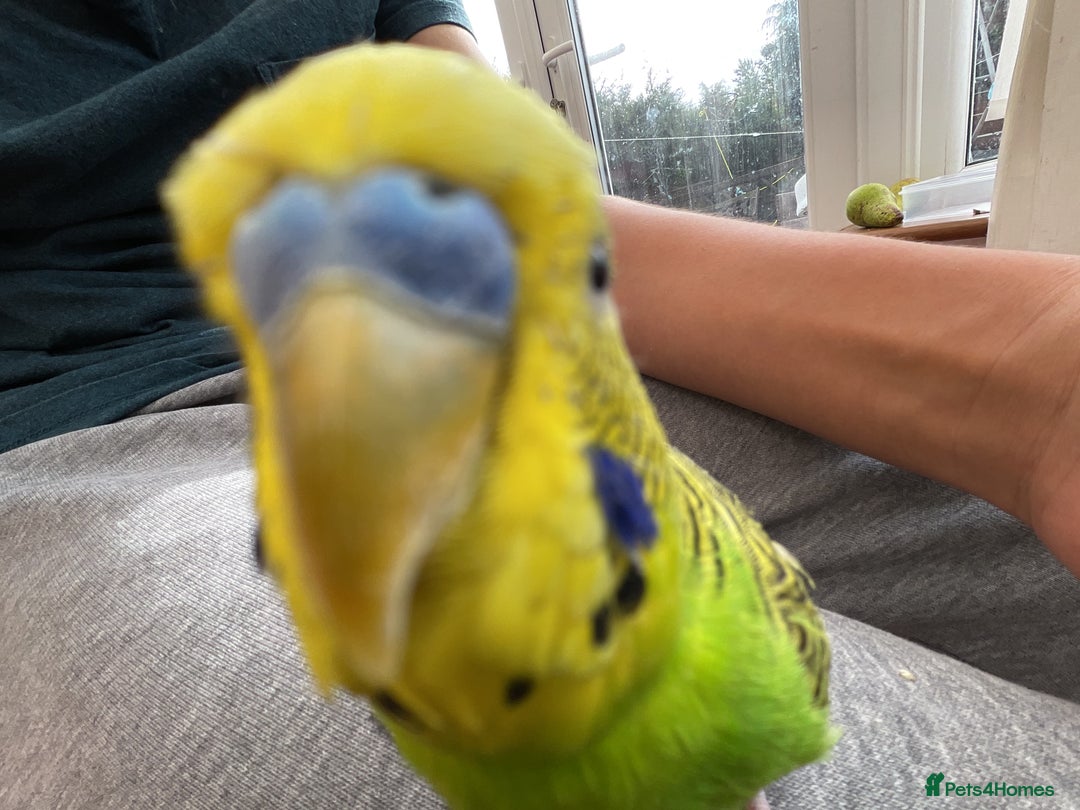 Budgerigars birds for sale: 🐦 Tame English Budgie + Full Setup (3yr Old Male) - Image 8