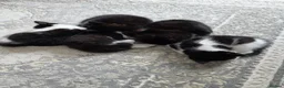 Mixed Breed cats for sale: Beautiful mixed breed kittens looking for home in London - Advert 12